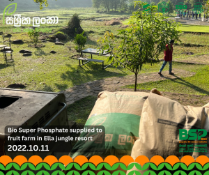 alt="Sassrika Lanka Bio Super Phosphate BSP used in fruit farm at Ella jungle resort showing soil health improvement and sustainable agriculture application in Sri Lanka"