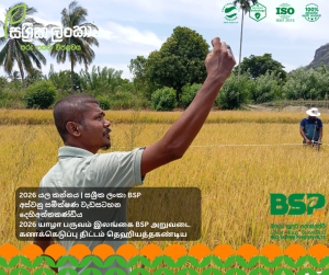 Crop cutting harvest analysis showing Bio Super Phosphate BSP compared with TSP fertilizer in Dehiattakandiya Ampara Yala 2025 demonstrating higher yield under real field conditions