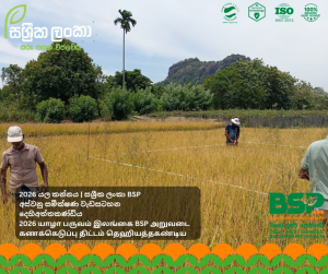 Crop cutting harvest analysis showing Bio Super Phosphate BSP compared with TSP fertilizer in Dehiattakandiya Ampara Yala 2025 demonstrating higher yield under real field conditions