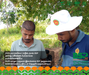 Crop cutting harvest analysis showing Bio Super Phosphate BSP compared with TSP fertilizer in Dehiattakandiya Ampara Yala 2025 demonstrating higher yield under real field conditions