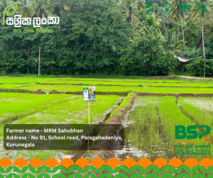 Sassrika Lanka , BSP , bio super phosphate , මඩ පොහොර , Sri Lanka agriculture , soil health , Made in sri lanka , sustainable agriculture , organic fertilizer Sri Lanka , fertilizer innovation , agriculture Sri Lanka , soil fertility improvement , phosphorus fertilizer , eco friendly fertilizer , climate smart agriculture , farmer productivity , reduce chemical fertilizer , smart farming , Sri Lanka agri technology , soil testing agriculture , crop yield improvement , Sri Lanka farmers , sustainable farming methods