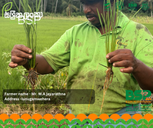 සාර්ථක අස්වැන්නක රහස ශක්තිමත් මූල පද්ධතියයි - ලුණුගම්වෙහෙරින් ඇසෙන ගොවි හඬක්!