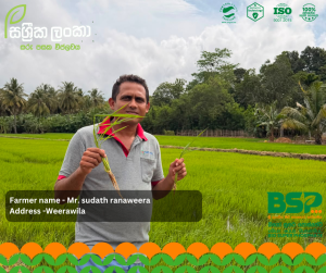 සාර්ථක අස්වැන්නක රහස ශක්තිමත් මූල පද්ධතියයි - වීරවිලෙන් ඇසෙන ගොවි හඬක්!