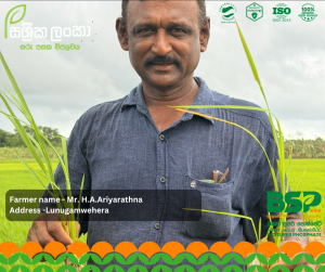 මුල් ශක්තිමත් නම් අස්වැන්නත් සරුයි! - ලුණුගම්වෙහෙර ස්පීල් යායෙන් ලැබෙන සතුටුදායක සාක්ෂිය.