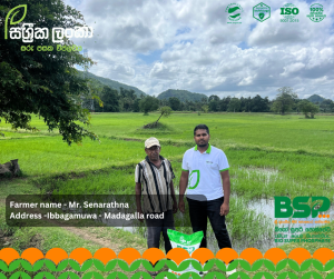 මුල් ශක්තිමත් නම් අස්වැන්න සරුයි!