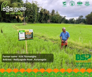 Sassrika Lanka , BSP , bio super phosphate , මඩ පොහොර , Sri Lanka agriculture , soil health , Made in sri lanka , sustainable agriculture , organic fertilizer Sri Lanka , fertilizer innovation , agriculture Sri Lanka , soil fertility improvement , phosphorus fertilizer , eco friendly fertilizer , climate smart agriculture , farmer productivity , reduce chemical fertilizer , smart farming , Sri Lanka agri technology , soil testing agriculture , crop yield improvement , Sri Lanka farmers , sustainable farming methods