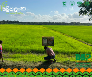 අනුරාධපුර, මීගලෑවෙන් ඇහෙන සශ්‍රීක ලංකා BSP පොහොරේ සැබෑ අත්දැකීම!
