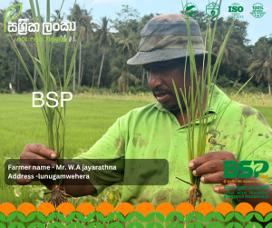 සාර්ථක අස්වැන්නක රහස ශක්තිමත් මූල පද්ධතියයි - ලුණුගම්වෙහෙරින් ඇසෙන ගොවි හඬක්!
