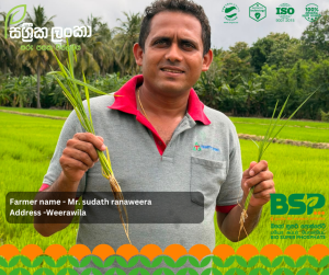 සාර්ථක අස්වැන්නක රහස ශක්තිමත් මූල පද්ධතියයි - වීරවිලෙන් ඇසෙන ගොවි හඬක්!