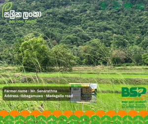 මුල් ශක්තිමත් නම් අස්වැන්න සරුයි!