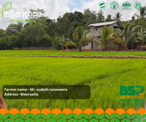 සාර්ථක අස්වැන්නක රහස ශක්තිමත් මූල පද්ධතියයි - වීරවිලෙන් ඇසෙන ගොවි හඬක්!