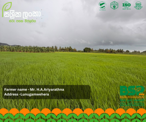 මුල් ශක්තිමත් නම් අස්වැන්නත් සරුයි! - ලුණුගම්වෙහෙර ස්පීල් යායෙන් ලැබෙන සතුටුදායක සාක්ෂිය.