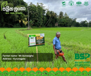 Sassrika Lanka , BSP , bio super phosphate , මඩ පොහොර , Sri Lanka agriculture , soil health , Made in sri lanka , sustainable agriculture , organic fertilizer Sri Lanka , fertilizer innovation , agriculture Sri Lanka , soil fertility improvement , phosphorus fertilizer , eco friendly fertilizer , climate smart agriculture , farmer productivity , reduce chemical fertilizer , smart farming , Sri Lanka agri technology , soil testing agriculture , crop yield improvement , Sri Lanka farmers , sustainable farming methods