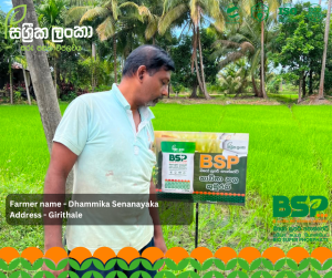 Sassrika Lanka , BSP , bio super phosphate , මඩ පොහොර , Sri Lanka agriculture , soil health , Made in sri lanka , sustainable agriculture , organic fertilizer Sri Lanka , fertilizer innovation , agriculture Sri Lanka , soil fertility improvement , phosphorus fertilizer , eco friendly fertilizer , climate smart agriculture , farmer productivity , reduce chemical fertilizer , smart farming , Sri Lanka agri technology , soil testing agriculture , crop yield improvement , Sri Lanka farmers , sustainable farming methods